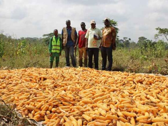 Agriculture projet 2 en cours