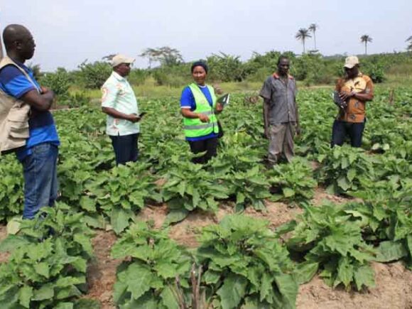 Agriculture projet en cours