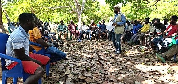 FILIÈRE ANACARDE : L’ANADER INSTRUIT DES PRODUCTEURS SUR LA NÉCESSITÉ DE RÉHABITUER LES VERGERS