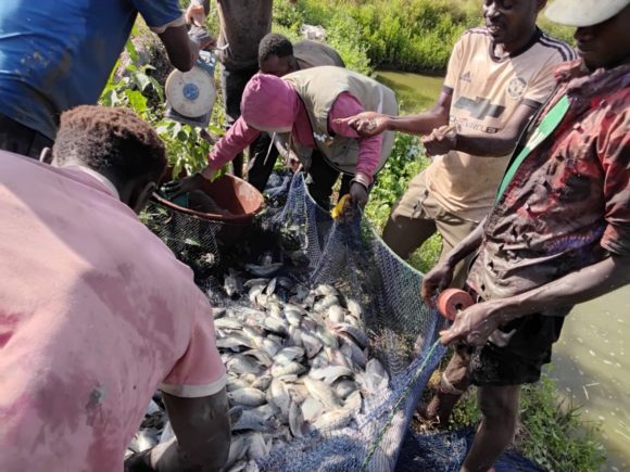 ODIENNÉ : UNE FERME PISCICOLE BÉNÉFICIE DE L’ENCADREMENT DE L’ANADER POUR UNE MEILLEURE PRODUCTIVITÉ  