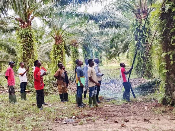 L’ANADER FORME DES ACTEURS DE LA CHAINE DE VALEURS PALMIER A HUILE A GRAND LAHOU