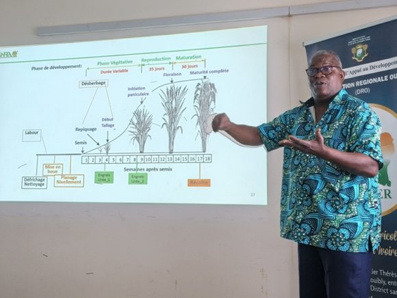 MISE EN ŒUVRE DU PROJET ECOTER : L’ANADER FORME SUR LA PRODUCTION DE SEMENCES DE RIZ QUALITE