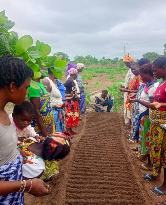 TEGUIRDOUO (BOUNA) : DES PRODUCTEURS FORMÉS EN CULTURE DE GOMBO ET EN PÉPINIÈRE MARAÎCHÈRE