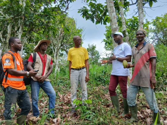 LUTTE CONTRE LE SWOLLEN SHOOT : L’ANADER ET LE CONSEIL DU CAFÉ-CACAO MOBILISÉS AUX CÔTÉS DES PRODUCTEURS DE LILIYO (SOUBRÉ)