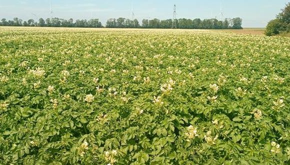 L’ANADER RENFORCE SES CAPACITÉS POUR RÉDUIRE LA DÉPENDANCE DE LA CÔTE D’IVOIRE AUX IMPORTATIONS DE LA POMME DE TERRE